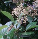 Duftender Schneeball - Viburnum odoratissimum
