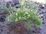 Yellow Submarine - Adenocarpus foliolosus