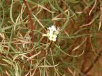: - Daphne mucronata subsp. linearifolia