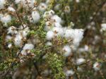 : - Eriocephalus ericoides