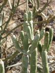 : - Euphorbia alluaudii subsp. oncoclada