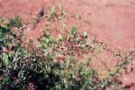 : - Gymnosporia senegalensis