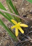 : - Curculigo scorzonerifolia