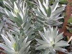 : - Leucadendron argenteum
