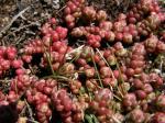 : - Sedum candolleanum