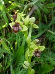 Drohnen-Ragwurz - Ophrys bombyliflora