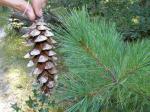 Weymouths-Kiefer - Pinus strobus