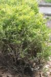Kleinblättriger Buchsbaum - Buxus microphylla