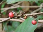 : - Doliocarpus major