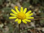 : - Jacobaea minuta