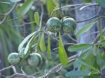 : - Voacanga thouarsii