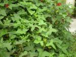 : - Abelmoschus moschatus