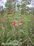 Phasemybohne - Macroptilium lathyroides