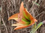 : - Hippeastrum glaucescens
