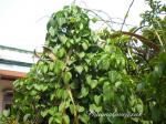 : - Urceola rosea