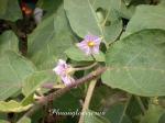: - Solanum undatum