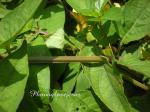 : - Asystasia gangetica subsp. micrantha
