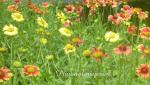 : - Gaillardia pulchella