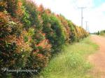 : - Syzygium myrtifolium