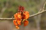 : - Erythrina velutina