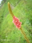 : - Indigofera hirsuta