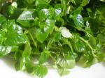 : - Peperomia pellucida