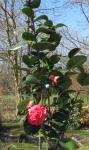 Kamelie - Camellia japonica