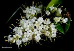 : - Ligustrum japonicum