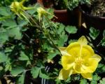 : - Aquilegia chrysantha var. hinckleyana