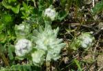 : - Diaperia prolifera