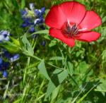 Roter Lein - Linum grandiflorum