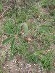 : - Manihot cecropiifolia