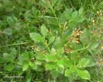 : - Talinum paniculatum