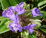 : - Tradescantia virginiana
