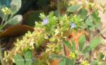 Feld-Ehrenpreis - Veronica arvensis