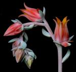 Silberlöffel-Echeverie - Echeveria runyonii