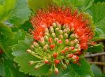 : - Greyia sutherlandii