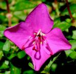 : - Heterocentron elegans