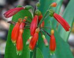 : - Clivia caulescens