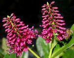 : - Hebe speciosa