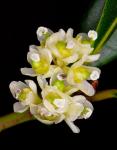 Echter Lorbeer - Laurus nobilis
