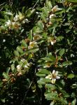 :-Magnolia laevifolia
