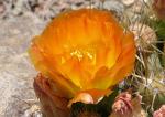 : - Maihueniopsis bolivianum