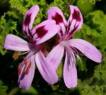 Rosenduft-Pelargonie - Pelargonium graveolens
