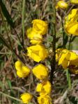 : - Chamaecrista lundii
