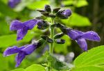 Südamerika-Salbei - Salvia coerulea