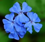Chinesische Bleiwurz - Ceratostigma willmottianum