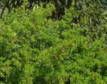 : - Desfontainia spinosa