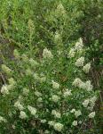 : - Escallonia angustifolia
