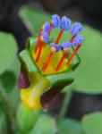 : - Fuchsia procumbens